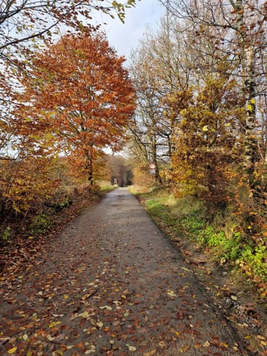 Waldrunde bei Tevenhausen