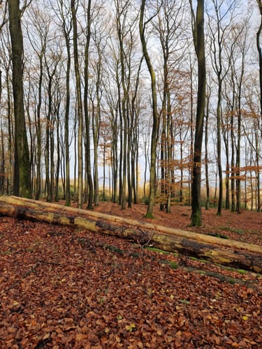 Waldrunde bei Tevenhausen