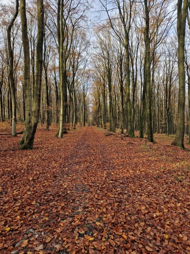 Waldrunde bei Tevenhausen