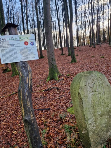 Waldrunde bei Tevenhausen