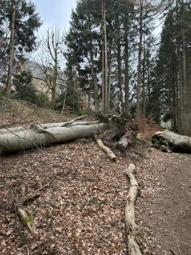 10 Best River Trails In Clyde Valley Woodlands National Nature Reserve