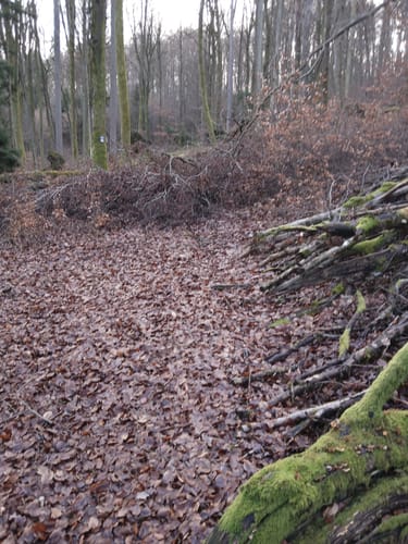 Niedersteinbach - Dörnsteinbach - Brücken