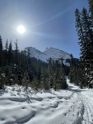 Best Forest Trails in Mount Shark Trailhead Provincial Recreation Area ...