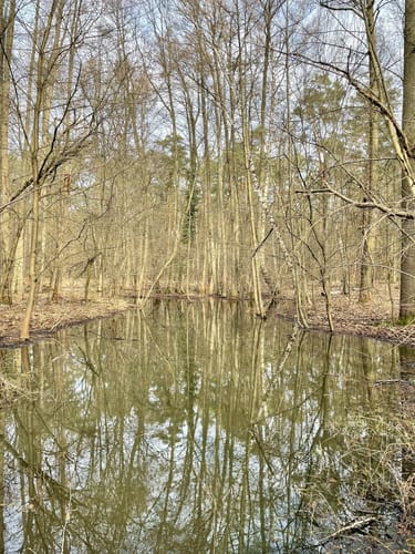 Krumme Lake Grünau
