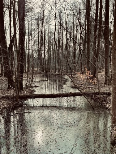 Krumme Lake Grünau