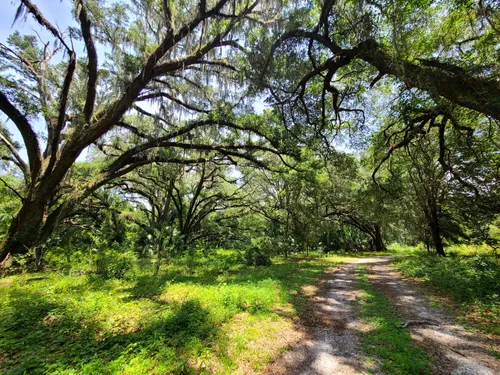 Best Moderate Trails in Marjorie Harris Carr Cross Florida Greenway ...