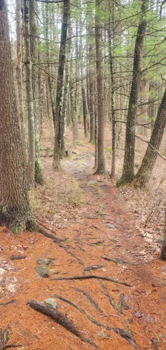 Escape to Nature's Embrace: Exploring the Lowell-Dracut-Tyngsboro State Forest