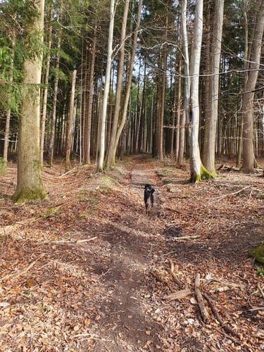 Burgrain Rundweg