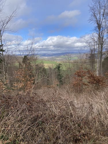 Wald in Rotenburg an der Fulda