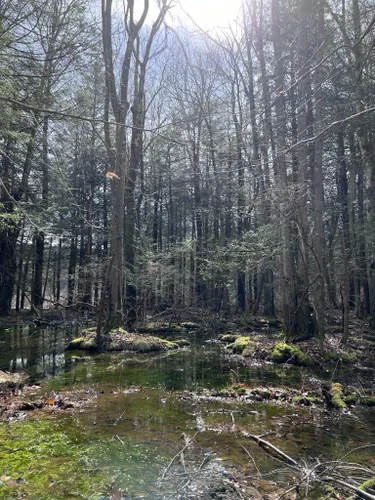 Best Hikes and Trails in Merli-Sarnoski County Park | AllTrails