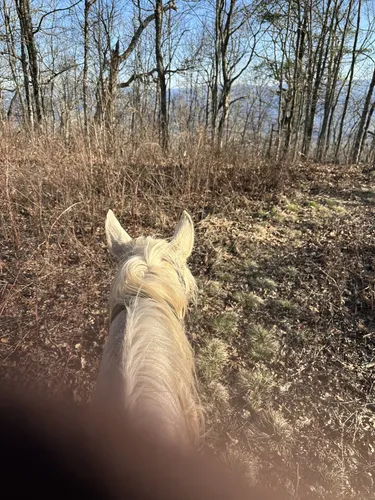 Mountain Magic: 5 Stunning Hiking Trails in Elizabethton – Tennessee