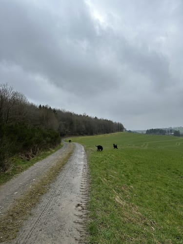 Oberpierscheid - Philipsweiler (Naturpark Südeifel Wanderweg Nr. 18)
