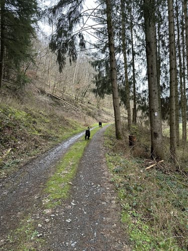 Oberpierscheid - Philipsweiler (Naturpark Südeifel Wanderweg Nr. 18)