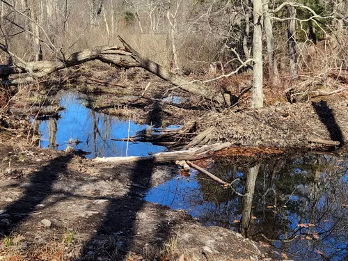 Best Hikes and Trails in Gumpas Pond Conservation Area | AllTrails