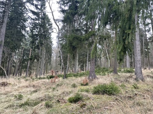 Groß Spiegelberg