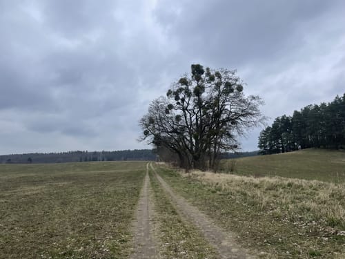 Groß Spiegelberg
