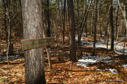 Best Hikes and Trails in Ossipee Pine Barrens | AllTrails