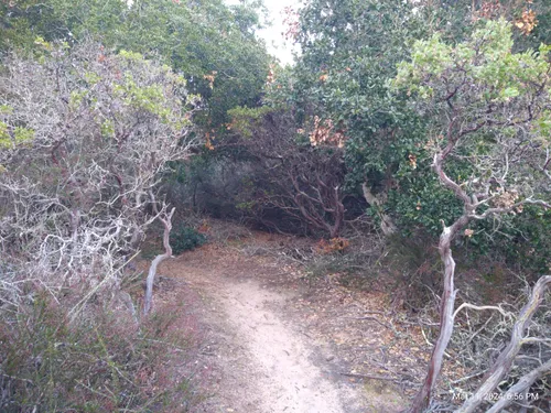 Best Hikes and Trails in Burton Mesa Ecological Reserve AllTrails