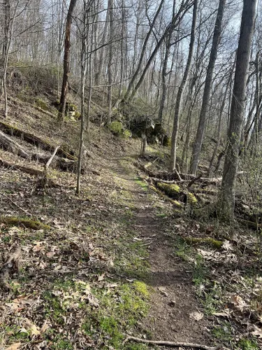 Best Hikes and Trails in Tygart Lake State Park | AllTrails