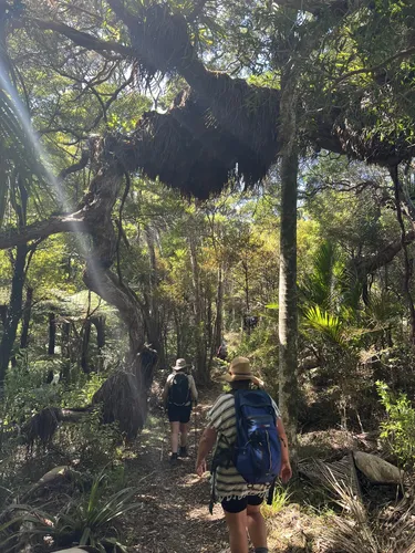 Best Kid Friendly Trails in Aotea Conservation Park AllTrails
