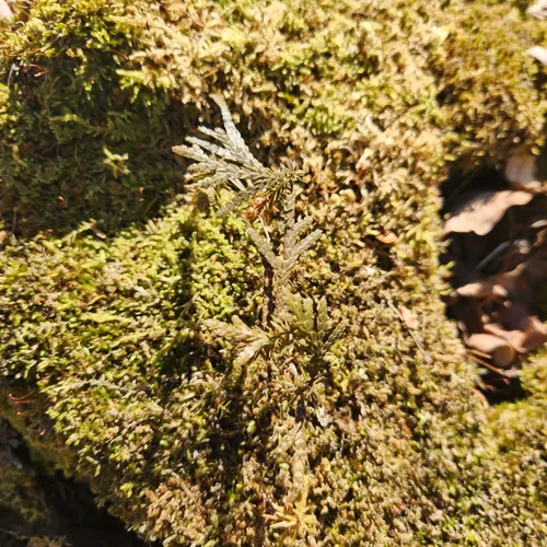 Best Hikes and Trails in White Cliff Nature Preserve AllTrails