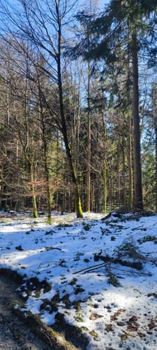 MTB: Taubenberg