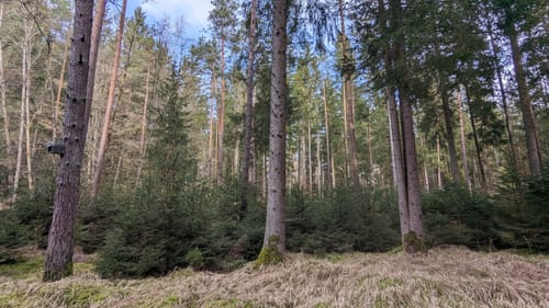 Schaus-Runde zum Wildpark Hufeisen
