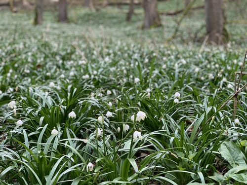 Wald- und Wasserweg