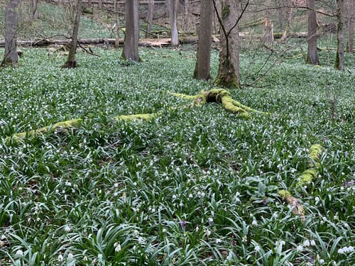 Wald- und Wasserweg