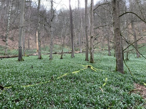Wald- und Wasserweg