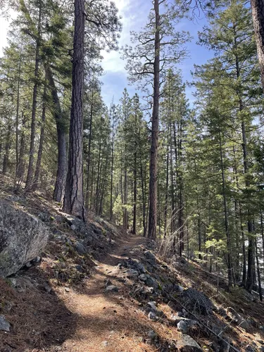 Best Fishing Trails in Bitterroot National Forest | AllTrails