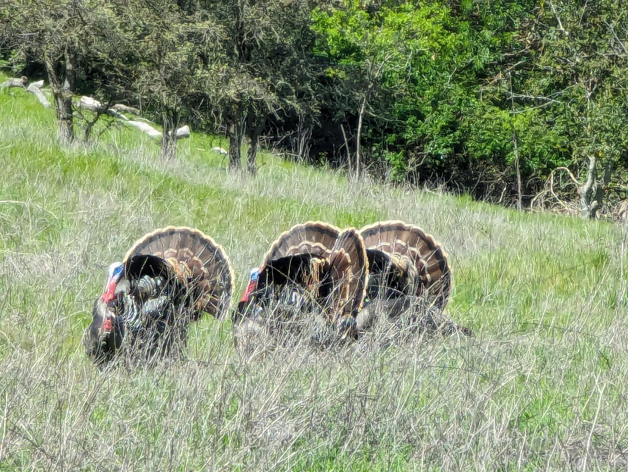 Photo of a trail from Christine Chau with title Stanford Dish Loop Trail