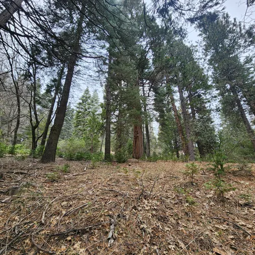 Best Snowshoeing Trails in Lake Arrowhead AllTrails