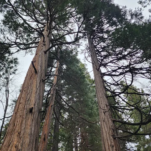 Best Snowshoeing Trails in Lake Arrowhead AllTrails