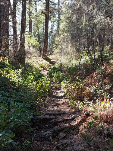 Best Hikes and Trails in Comox Lake Bluffs Ecological Reserve | AllTrails