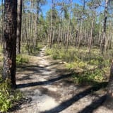 Croom Trail North Loop, Florida - 632 Reviews, Map | AllTrails