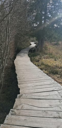 Zauberwald-Pfad - Bernau im Schwarzwald