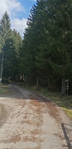 Zauberwald-Pfad - Bernau im Schwarzwald