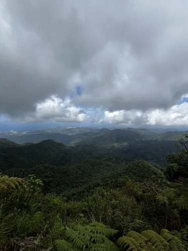 Best Kid Friendly Trails in El Yunque National Forest | AllTrails