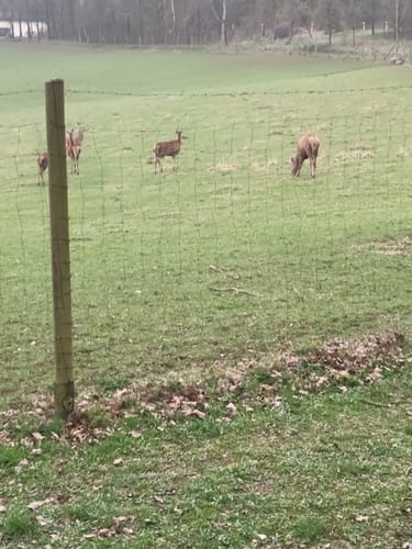 Wennenkamp nach Friedrichswald
