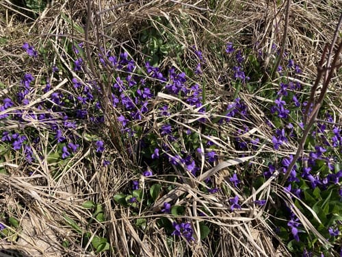 Von Altsteußlingen zum Blauen Steinbruch