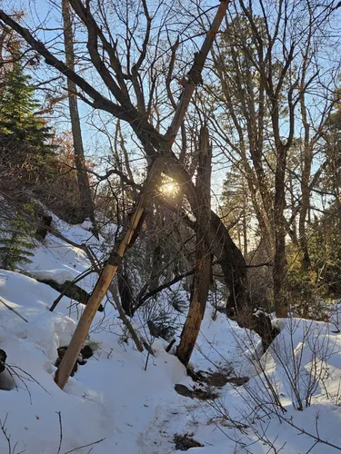 Best Forest Trails in Elena Gallegos Picnic Area/Albert G. Simms Park ...