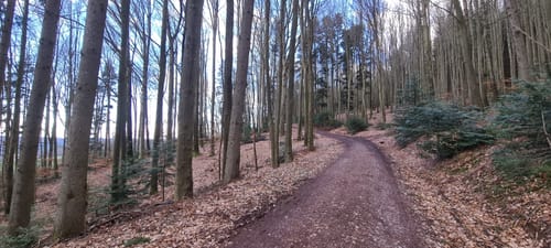 Nordic Walking Freiamt - Pflingsteck (mittel)
