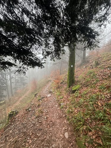 Rundkurs Kandel Rotwasserweg