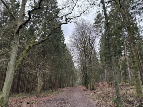Langlauf Sachsenwald Ohe