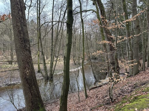 Langlauf Sachsenwald Ohe