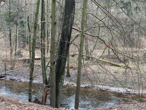Langlauf Sachsenwald Ohe
