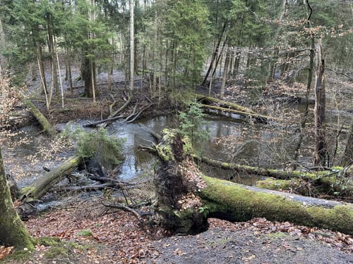 Langlauf Sachsenwald Ohe