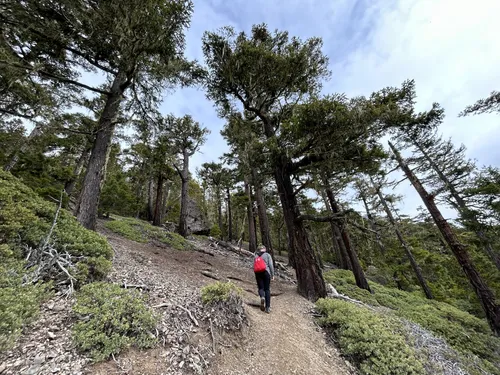 Dog friendly hikes outlet olympic peninsula