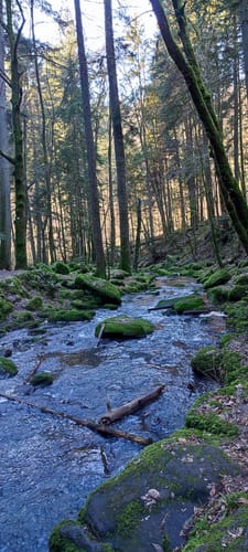 Wildes Monbachtal